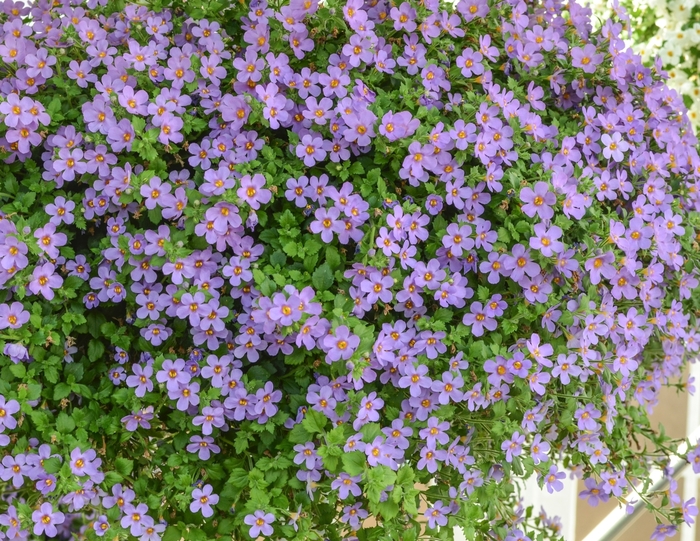 Million Bells - Calibrachoa hybrida 'Aloha Bahia Purple Sand' from RFGN readingfeedandgardennew Upgrade