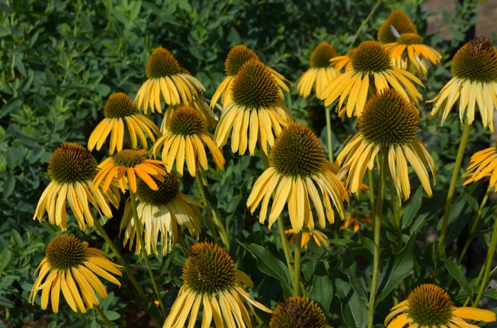 Bird™ 'Sunbird' - Echinacea (Coneflower) from RFGN readingfeedandgardennew Upgrade