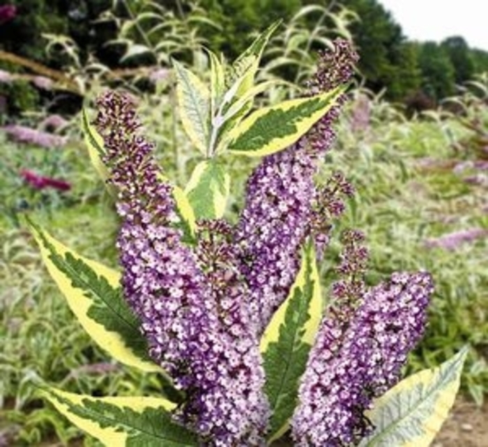 Butterfly Bush - Buddleia davidii 'Summer Skies' from RFGN readingfeedandgardennew Upgrade