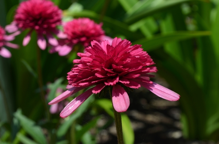 'Southern Belle' Coneflower - Echinacea from RFGN readingfeedandgardennew Upgrade