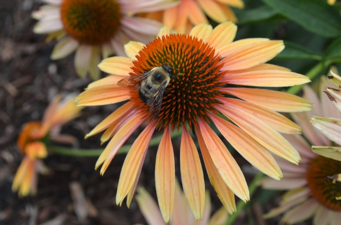 'Big Kahuna' Coneflower - Echinacea from RFGN readingfeedandgardennew Upgrade