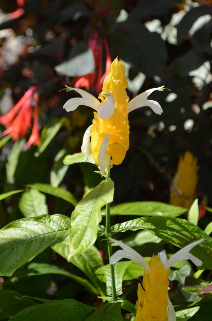 Golden Shrimp Plant - Pachystachys lutea from RFGN readingfeedandgardennew Upgrade