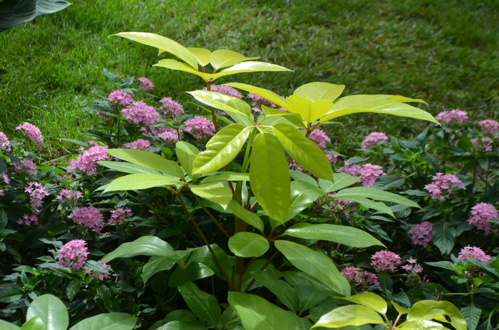 Umbrella Tree - Schefflera actinophylla from RFGN readingfeedandgardennew Upgrade