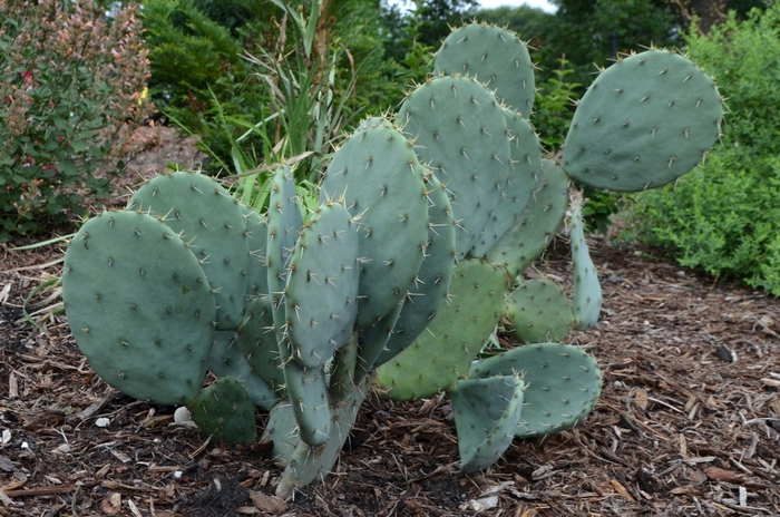 Prickly Pear Cactus - Opuntia engelmanni from RFGN readingfeedandgardennew Upgrade