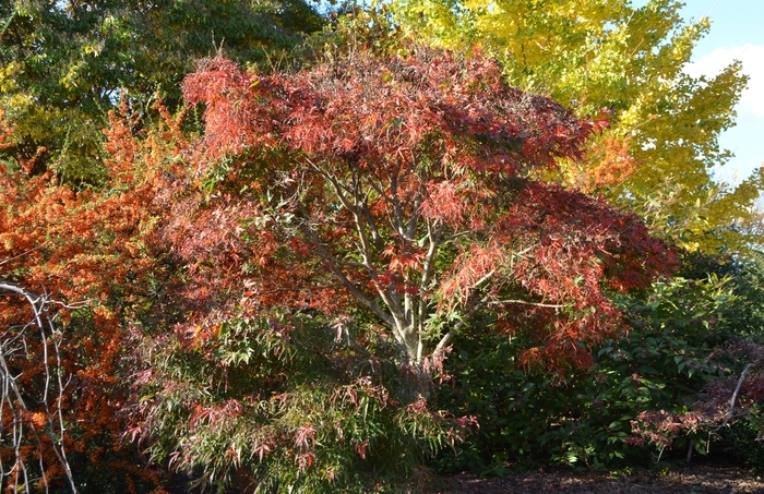 'Koto ito komachi' Japanese Maple - Acer palmatum from RFGN readingfeedandgardennew Upgrade