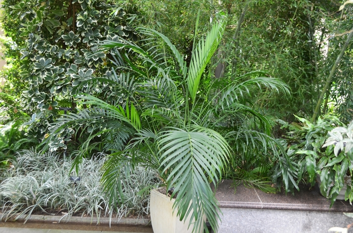 Cascade Palm - Chamaedorea cataractarum (Cascade Palm) from RFGN readingfeedandgardennew Upgrade