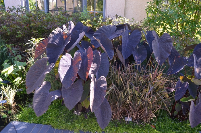 Black Magic Elephant Ear - Colocasia esculenta 'Black Magic' (Elephant Ear) from RFGN readingfeedandgardennew Upgrade