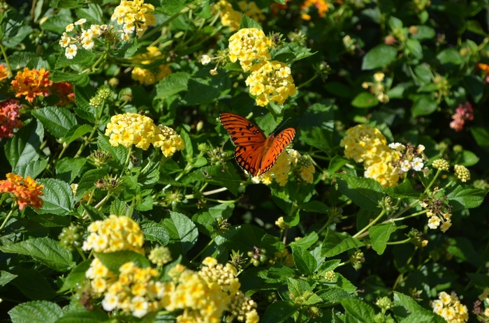 Yellow Lantana - Lantana camara 'Chapel Hill Yellow' from RFGN readingfeedandgardennew Upgrade