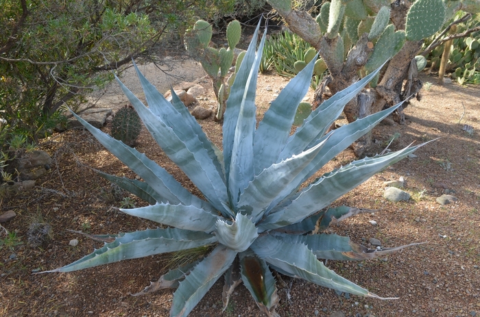 Agave - Agave gigantensis from RFGN readingfeedandgardennew Upgrade