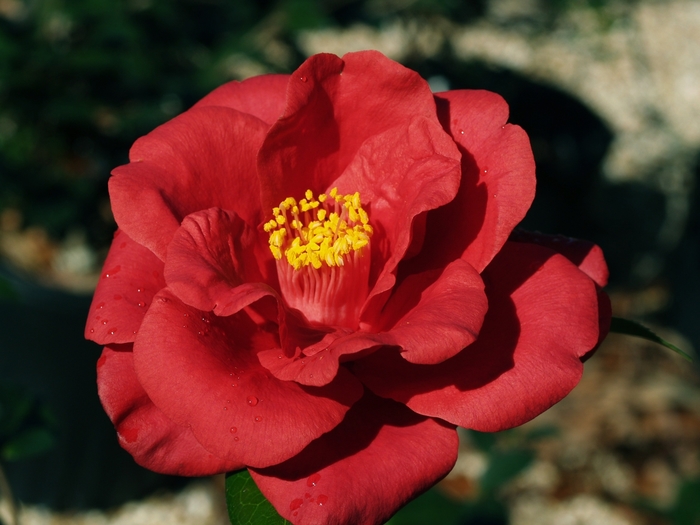 Camellia - Camellia japonica 'Royal Velvet' from RFGN readingfeedandgardennew Upgrade