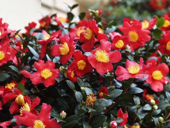 'Yuletide Candle' - Camellia sasanqua from RFGN readingfeedandgardennew Upgrade