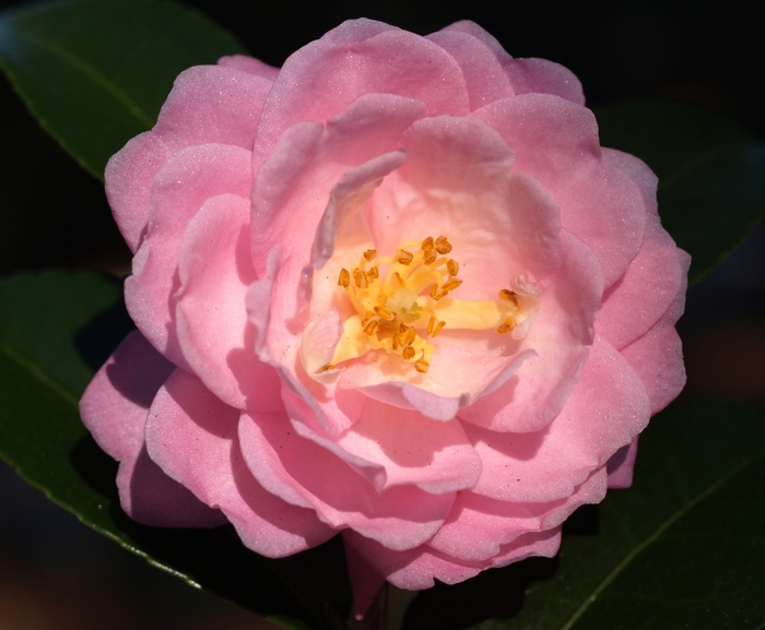 'Ashton's Ballet' - Camellia from RFGN readingfeedandgardennew Upgrade