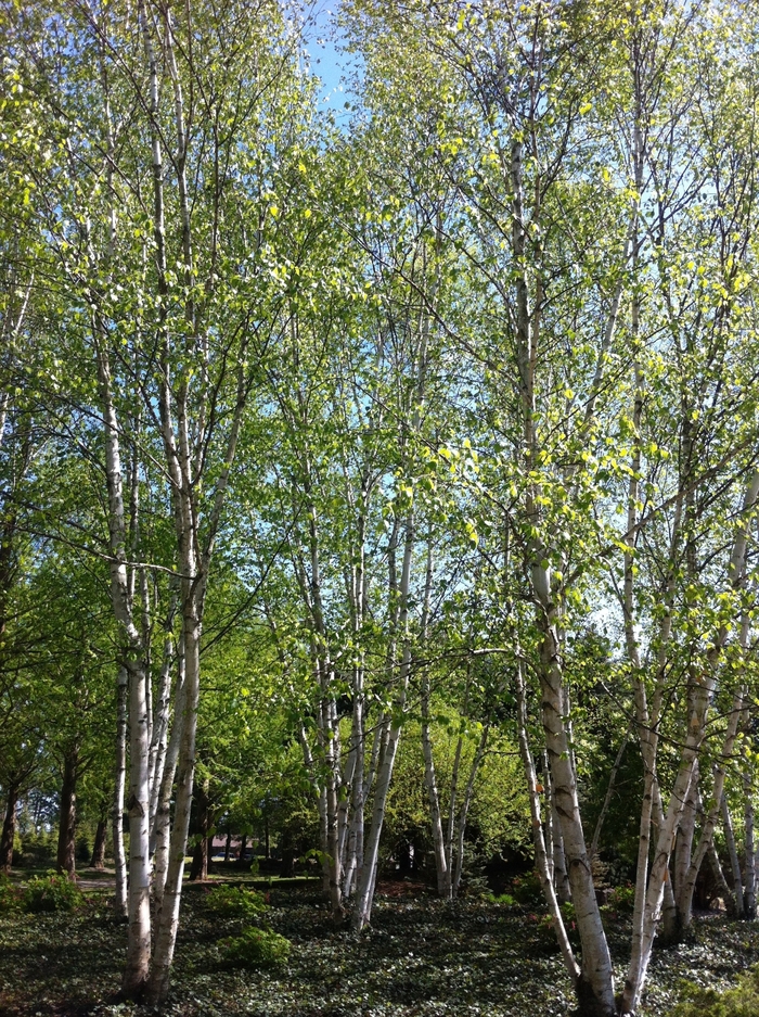 Paper Birch - Betula papyrifera from RFGN readingfeedandgardennew Upgrade