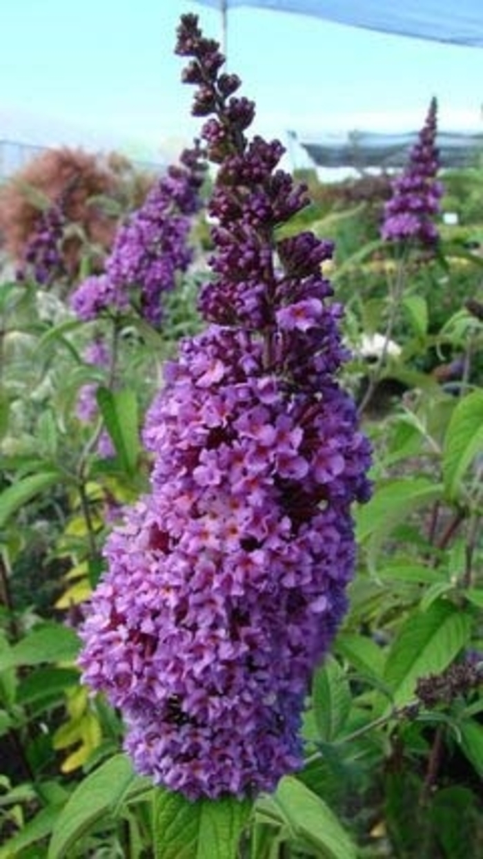 'Windy Hill' Butterfly Bush - Buddleia davidii from RFGN readingfeedandgardennew Upgrade