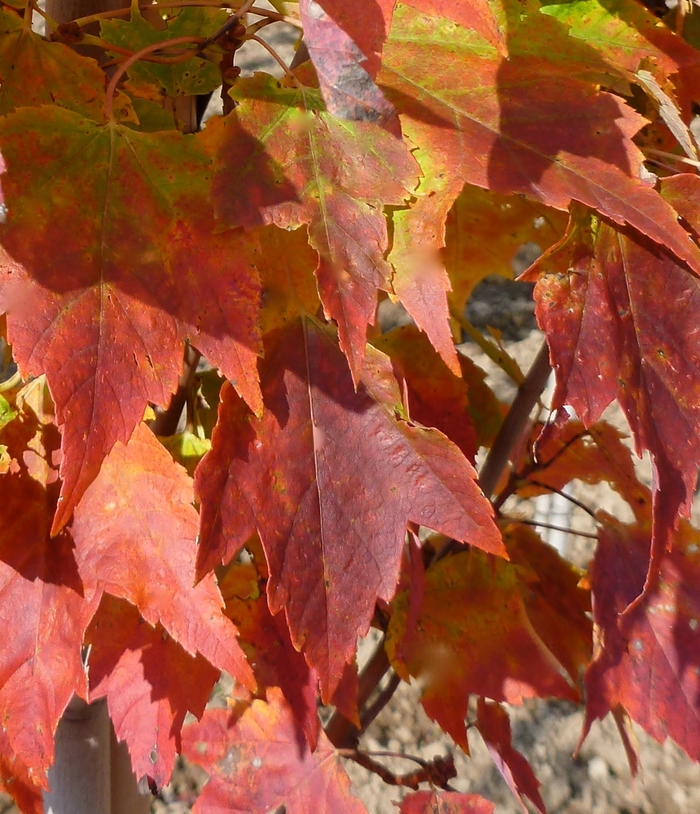 Red Rocket Maple - Acer rubrum 'Red Rocket' from RFGN readingfeedandgardennew Upgrade