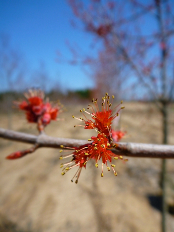 Burgundy Belle&reg; Maple - Acer rubrum 'Magnificent Magenta' from RFGN readingfeedandgardennew Upgrade