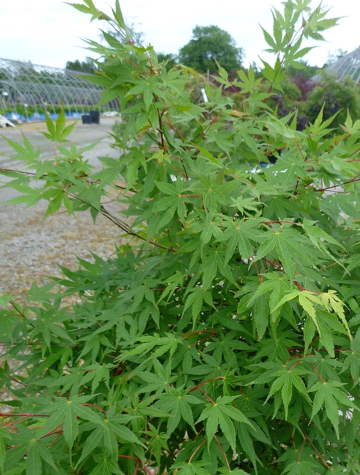 Japanese Maple - Acer palmatum from RFGN readingfeedandgardennew Upgrade