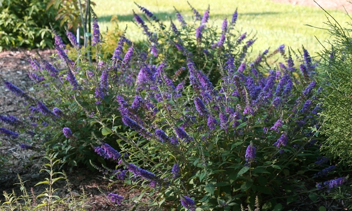 Lo and Behold® Butterfly Bush - Buddleia x 'Blue Chip Jr.' from RFGN readingfeedandgardennew Upgrade