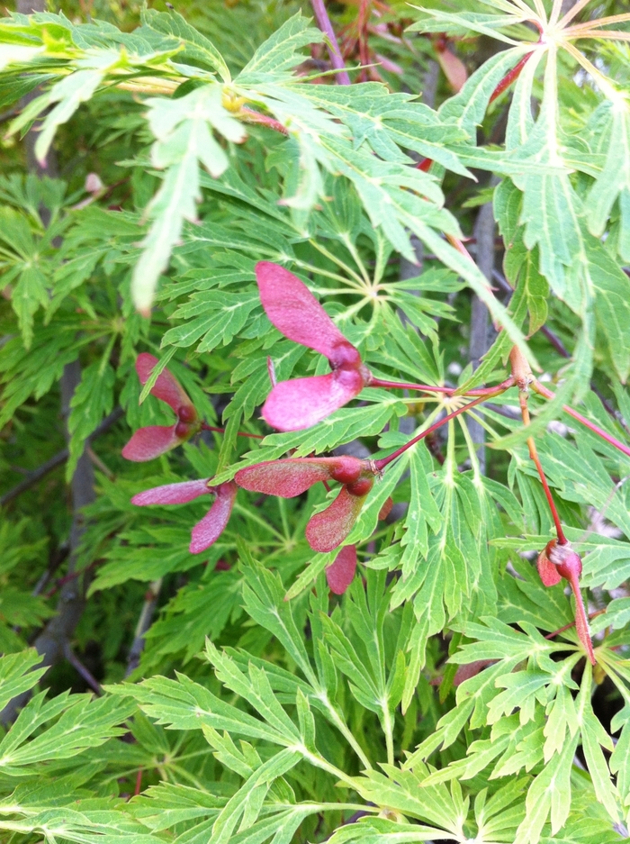 Green Cascade Japanese Maple - Acer japonicum 'Green Cascade' from RFGN readingfeedandgardennew Upgrade