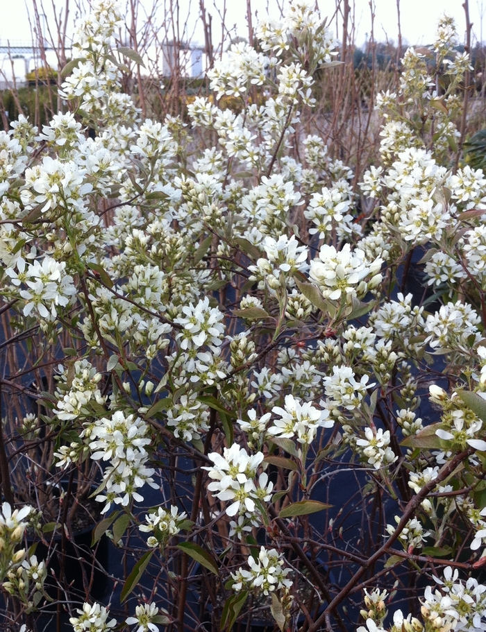 Regent Regent Saskatoon Berry - Amelanchier alnifolia 'Regent' (Regent Saskatoon Berry) from RFGN readingfeedandgardennew Upgrade