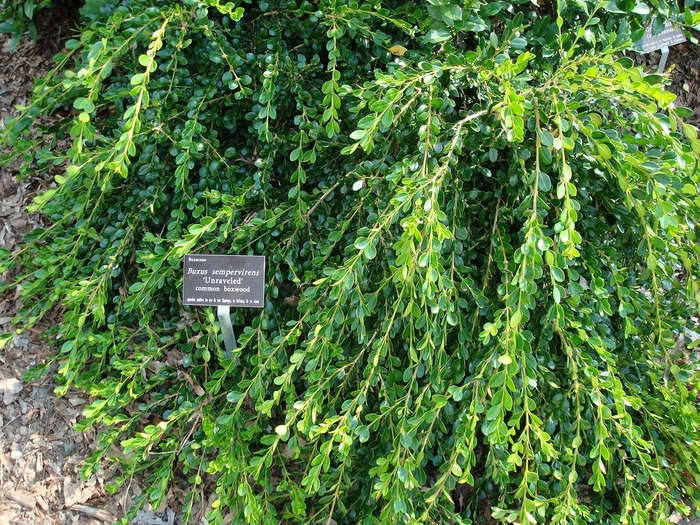 American Boxwood - Buxus sempervirens 'Unraveled' from RFGN readingfeedandgardennew Upgrade