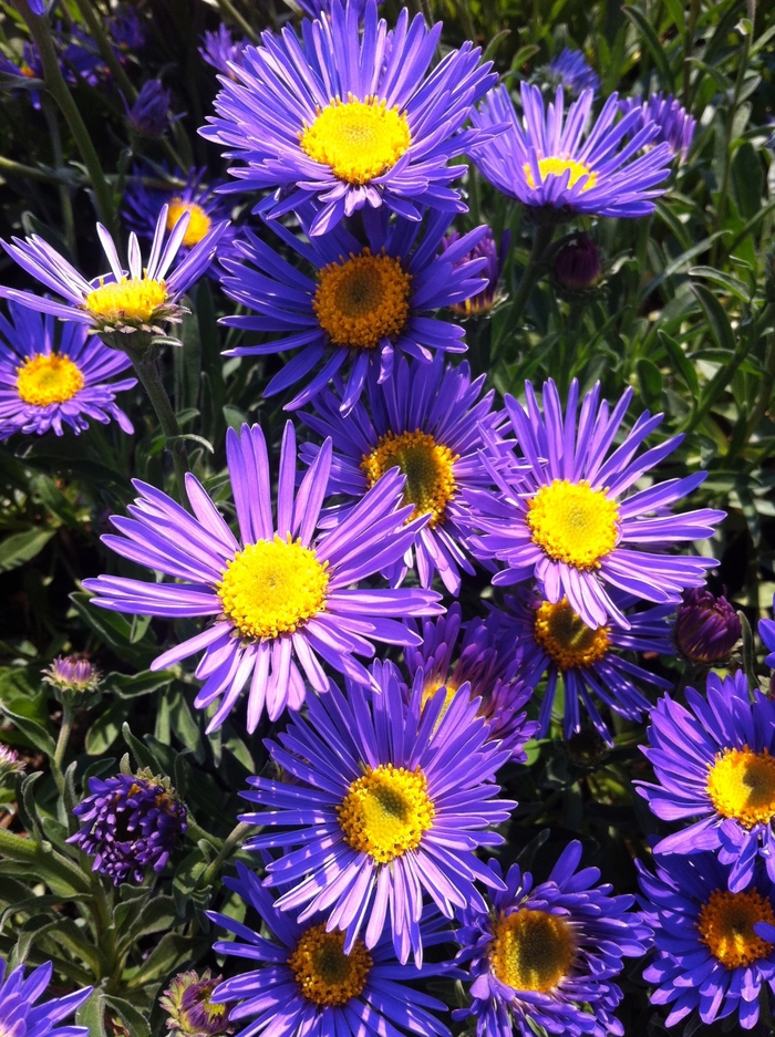 Alpine Aster - Aster alpinus 'Dark Beauty' from RFGN readingfeedandgardennew Upgrade