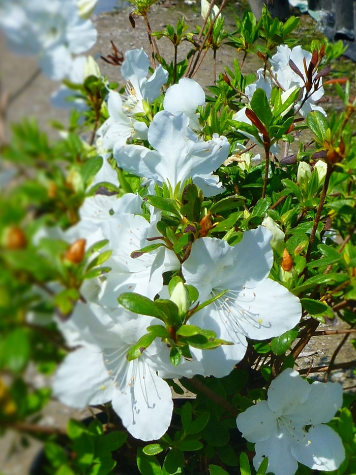 'Girard's Pleasant White' - Rhododendron hybrid from RFGN readingfeedandgardennew Upgrade