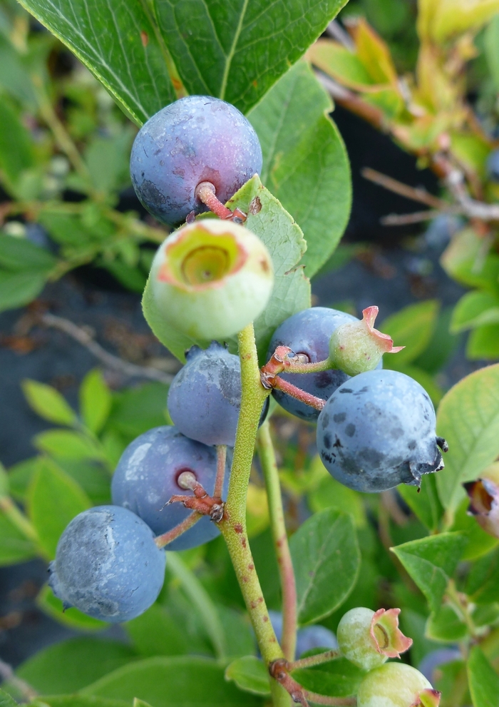 Polaris Blueberry - Blueberry 'Polaris' from RFGN readingfeedandgardennew Upgrade