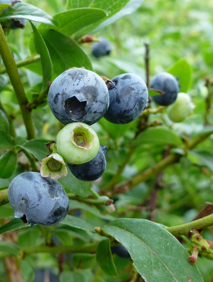 'Northcountry' Blueberry - Vaccinium from RFGN readingfeedandgardennew Upgrade