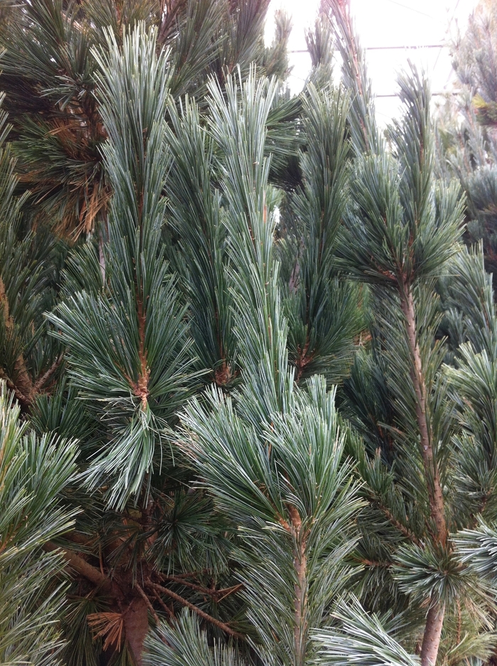 'Vanderwolf's' - Pinus flexilis from RFGN readingfeedandgardennew Upgrade