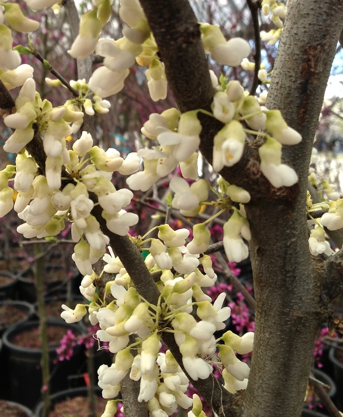 'Royal White' Redbud - Cercis canadensis from RFGN readingfeedandgardennew Upgrade