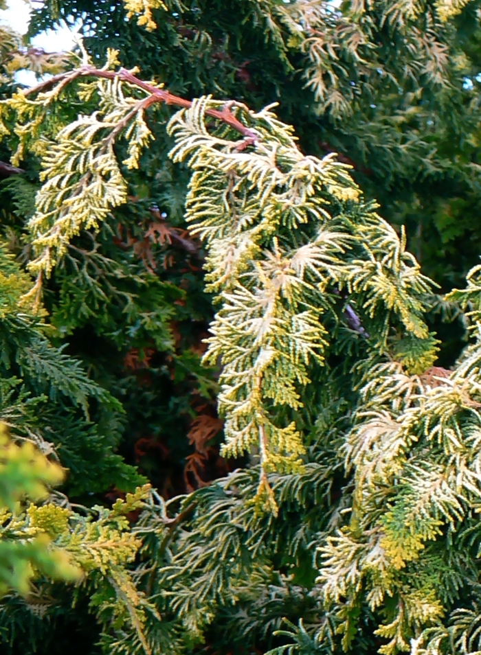 Fernspray Gold Hinoki Falsecypress - Chamaecyparis obtusa 'Fernspray Gold' from RFGN readingfeedandgardennew Upgrade