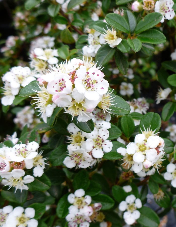 Coral Beauty Cotoneaster - Cotoneaster dammeri 'Coral Beauty' from RFGN readingfeedandgardennew Upgrade