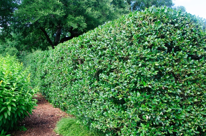 Holly Nellie R. Stevens - Ilex x Nellie R. Stevens from RFGN readingfeedandgardennew Upgrade