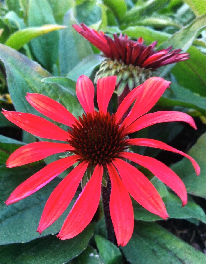 Big Sky™ 'Solar Flare' - Echinacea purpurea (Coneflower) from RFGN readingfeedandgardennew Upgrade