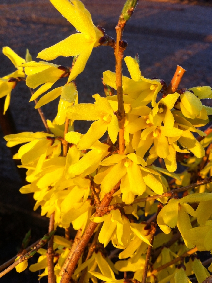 Forsythia - Forsythia ovata 'Northern Gold' from RFGN readingfeedandgardennew Upgrade