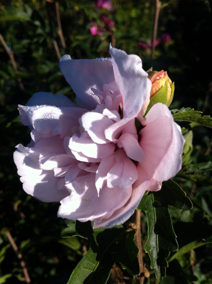 Rose of Sharon - Hibiscus syriacus 'Blushing Bride' from RFGN readingfeedandgardennew Upgrade