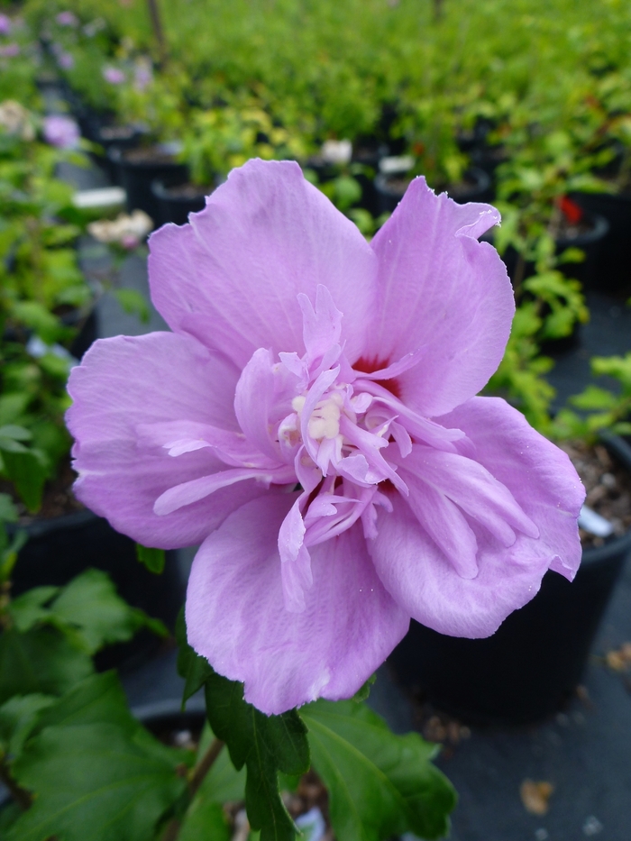 Rose of Sharon - Hibiscus syriacus 'Ardens' from RFGN readingfeedandgardennew Upgrade