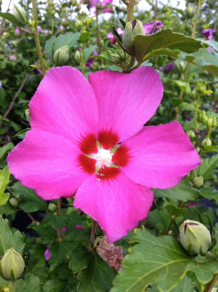 Rose of Sharon - Hibiscus syriacus 'Aphrodite' from RFGN readingfeedandgardennew Upgrade