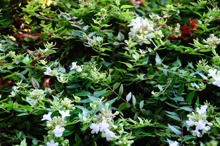 'Sherwoodii' Glossy Abelia - Abelia x grandiflora from RFGN readingfeedandgardennew Upgrade