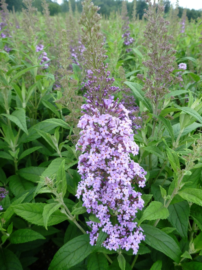 Flutterby &reg;Pink - Buddleia 'Podaras #9' from RFGN readingfeedandgardennew Upgrade