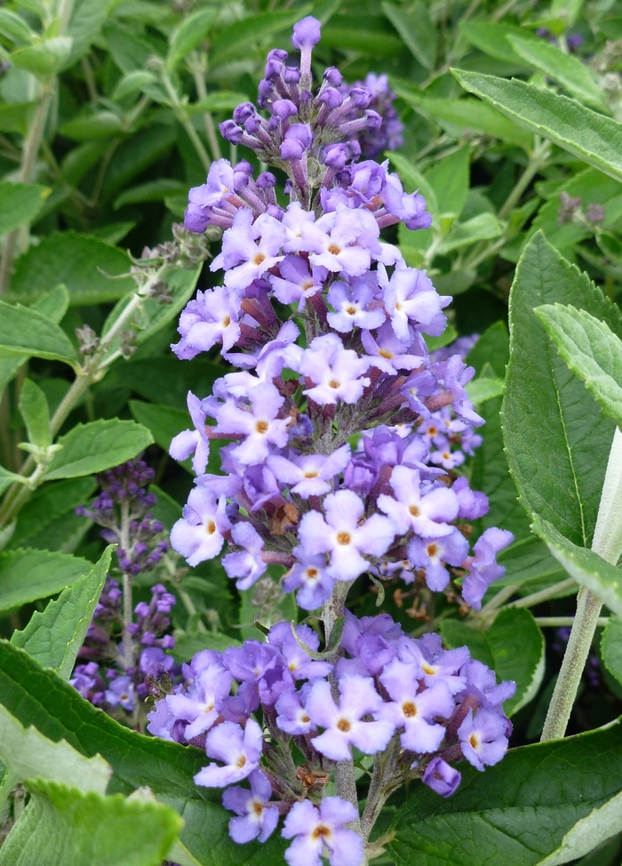 Flutterby Petite&reg; Blue Heaven Butterfly Bush - Buddleia 'Blue Heaven' from RFGN readingfeedandgardennew Upgrade