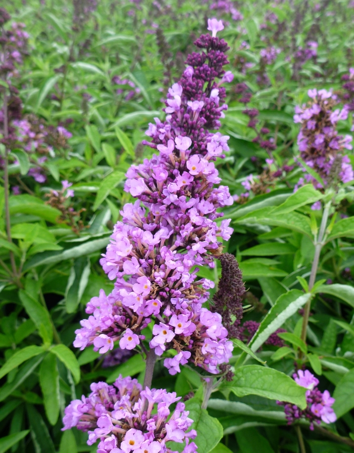 Tutti Fruitti Pink Butterfly Bush - Buddleia 'Podaras #13' from RFGN readingfeedandgardennew Upgrade