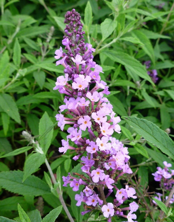 Flutterby Petite&reg; Tutti Frutti Pink - Buddleia 'Podaras #10' from RFGN readingfeedandgardennew Upgrade