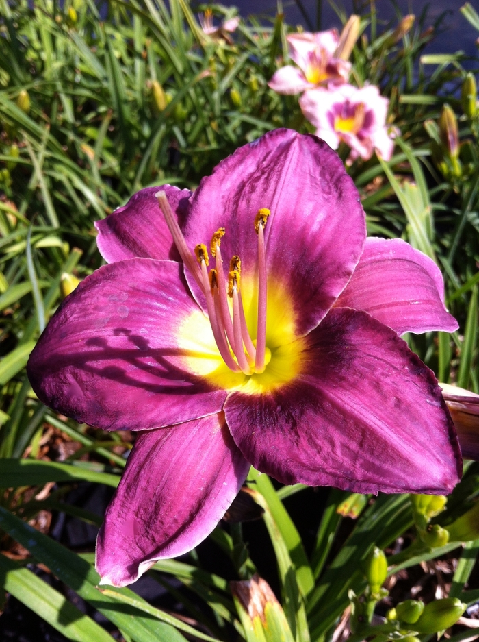 Daylily - Hemerocallis 'Chicago Royal Robe' from RFGN readingfeedandgardennew Upgrade