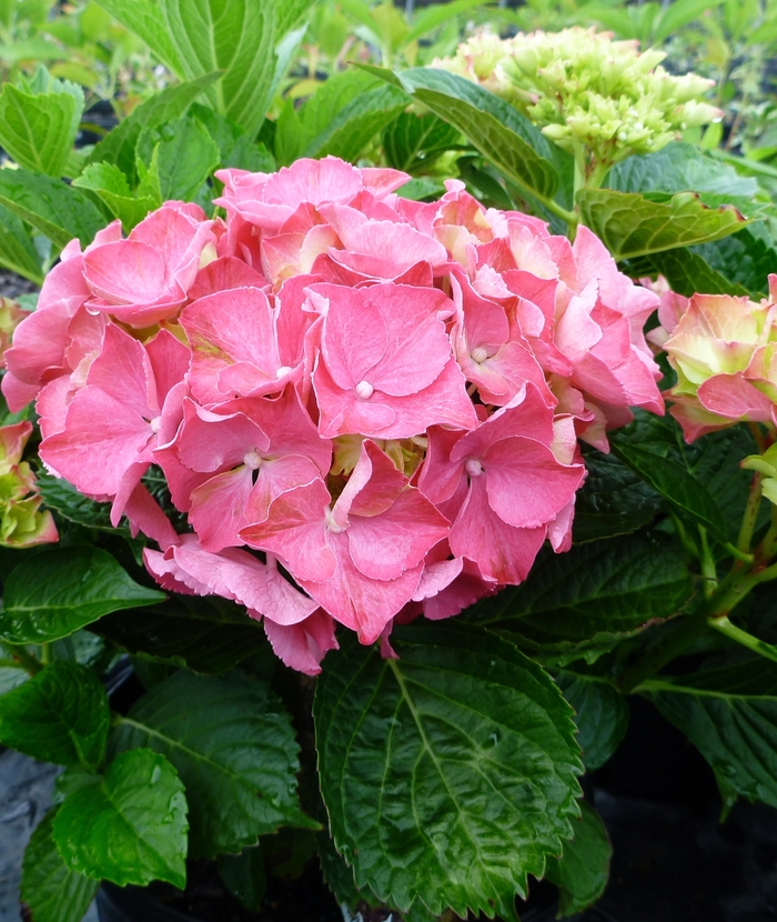 Glowing Embers Hydrangea - Hydrangea macrophylla 'Glowing Embers' from RFGN readingfeedandgardennew Upgrade
