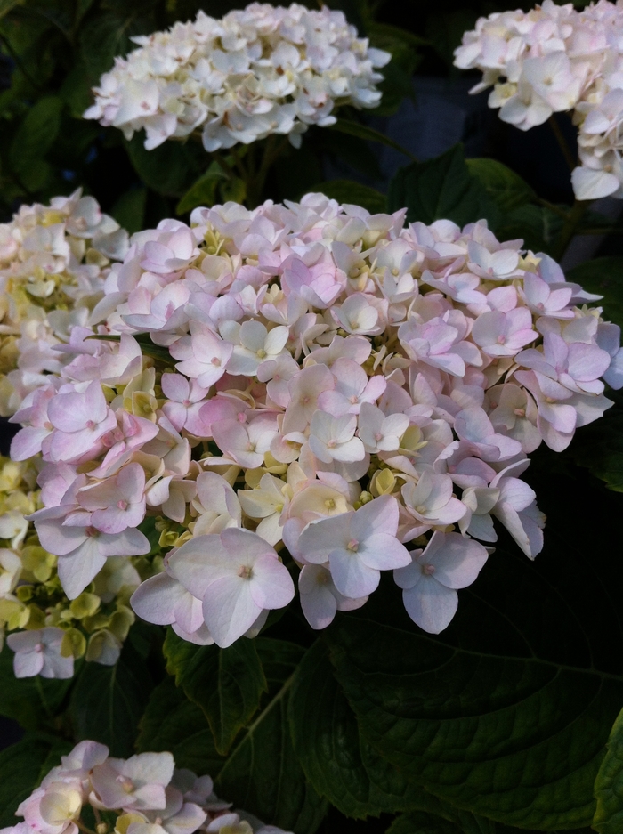 Endless Summer&reg; Blushing Bride Hydrangea - Hydrangea macrophylla 'Blushing Bride' from RFGN readingfeedandgardennew Upgrade