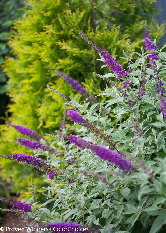 'Miss Violet' Butterfly Bush - Buddleia from RFGN readingfeedandgardennew Upgrade