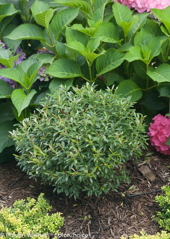 Gem Box&reg; - Ilex glabra from RFGN readingfeedandgardennew Upgrade