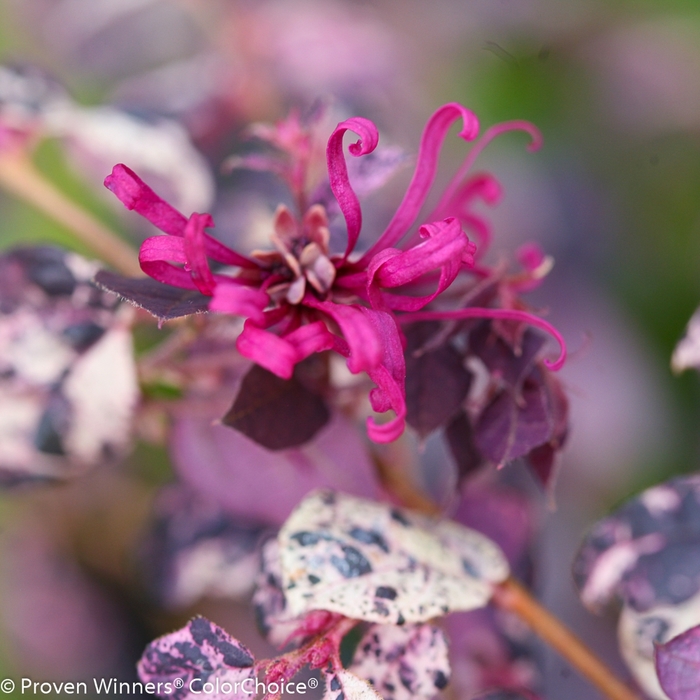 'Jazz Hands Variegated®' Chinese Fringe-Flower - Loropetalum chinense from RFGN readingfeedandgardennew Upgrade